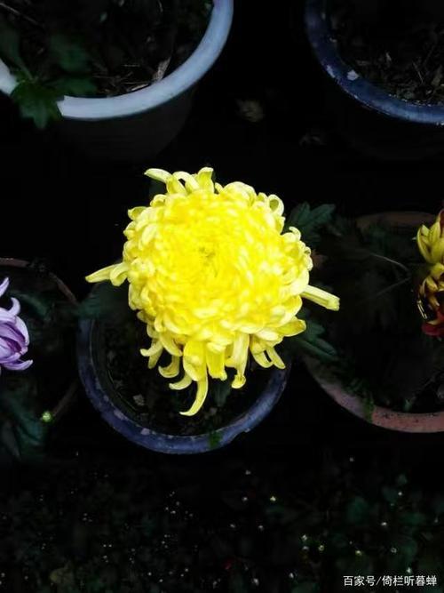 燃花是什么花