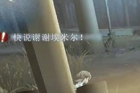 第五人格埃米尔为什么出局