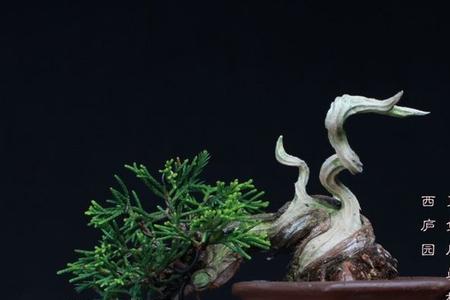 系鱼川真柏冬天怕冻吗