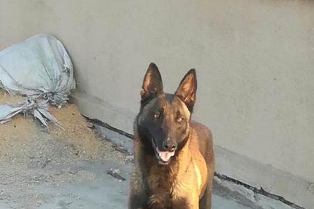 马犬三个月能长多大