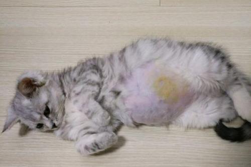 猫为什么床上总是湿一片
