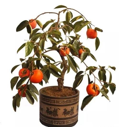 柿子树盆栽能活多久