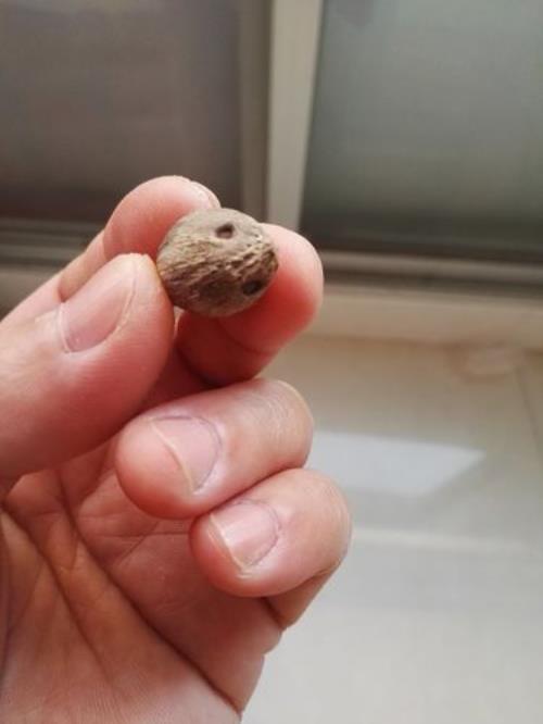 紫金鼠表面雾蒙蒙的一层