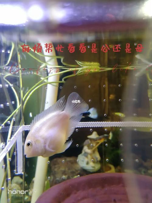 迷你鹦鹉鱼夏天会热死吗