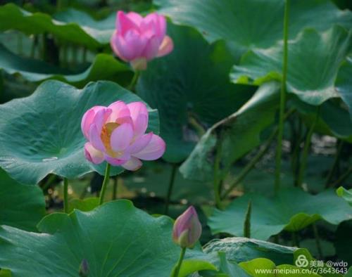 婷立细雨待人归是什么意思