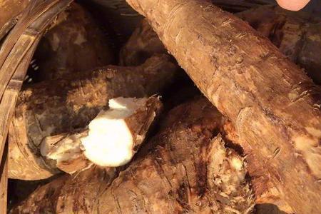 葛根有茧的是公还是母
