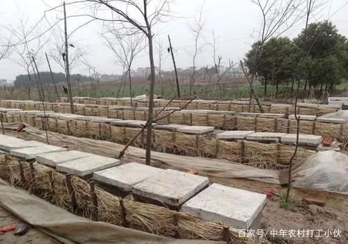 人头蜂是怎样过冬的