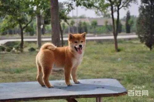 3个月豆柴犬身高