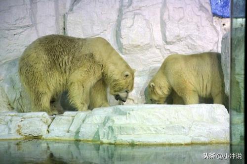 熊身上的毛叫什么毛