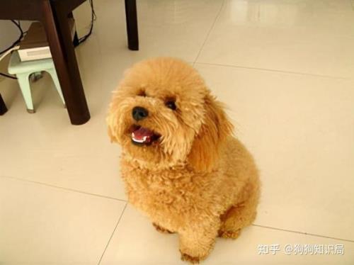 泰迪为什么精力那么旺盛