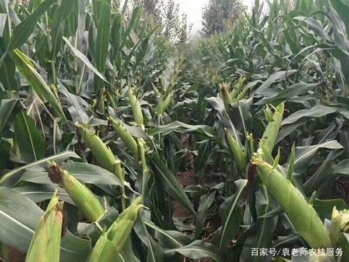 纪元168玉米种是硬质粮吗