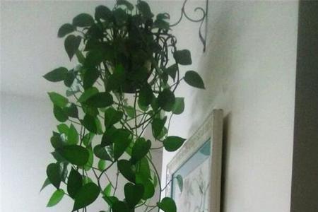空调上面放什么绿植
