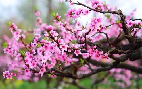 桃枝忙节是否要修剪掉