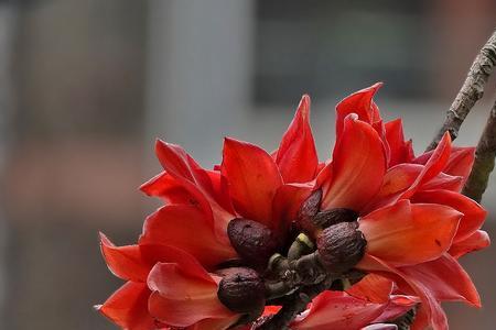 木棉花有刺吗