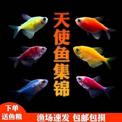 彩裙鱼怎么分公母
