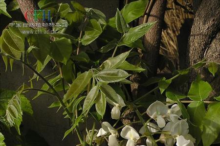 素馨花枝干枯