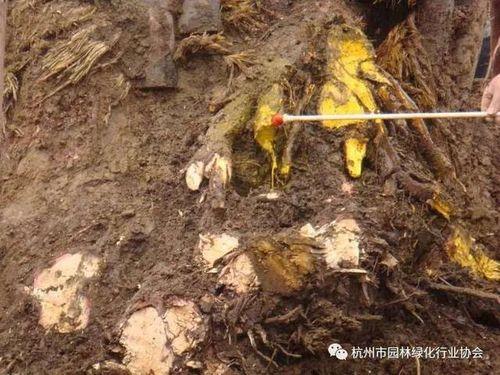 国光根盼可以叶面喷施吗