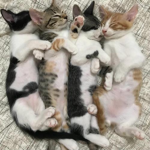 猫咪长大了还认识自己的兄弟吗