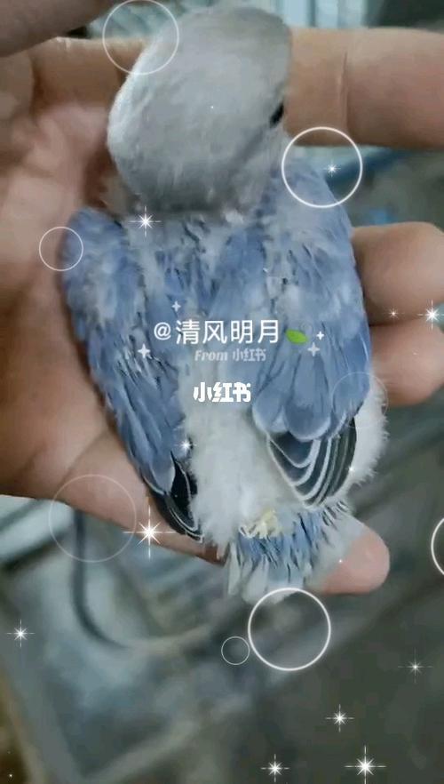 紫闪鹦鹉雏鸟多少天会飞
