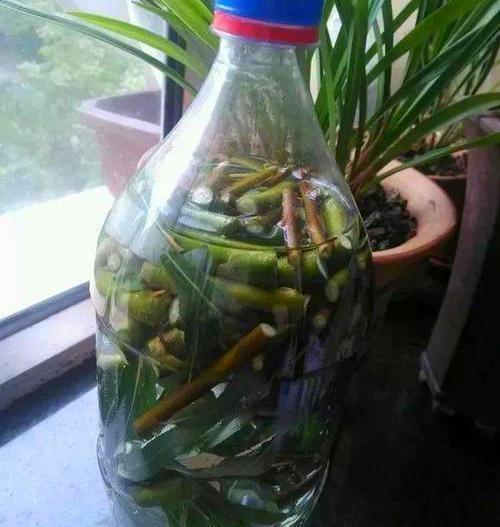 安琪能做生根粉