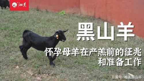 羊第一次生产有什么征兆