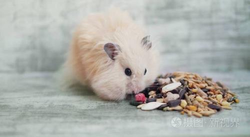 仓鼠能吃三叶草吗