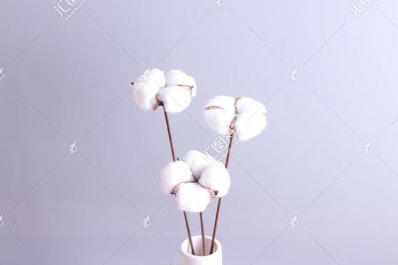 两朵棉花代表什么意思