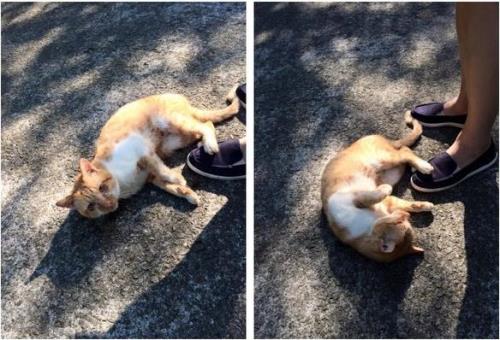 橘猫为什么喜欢碰瓷