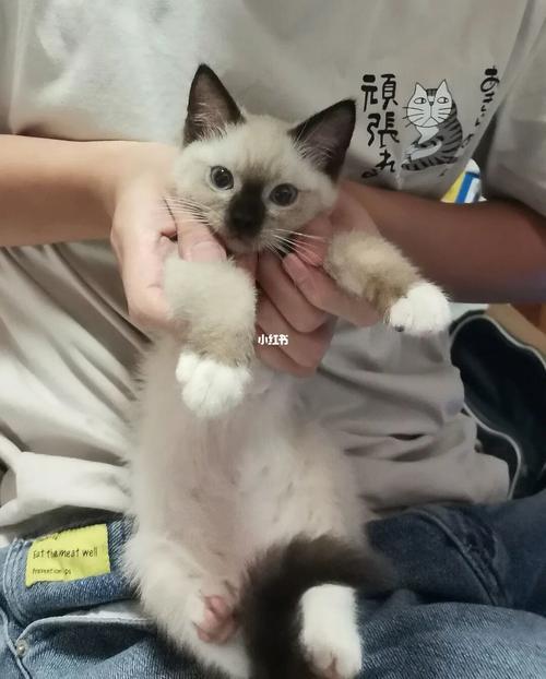 猫咪的猫包是什么部位