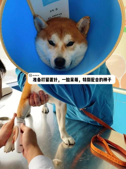 公柴犬怎么分辨做过绝育手术