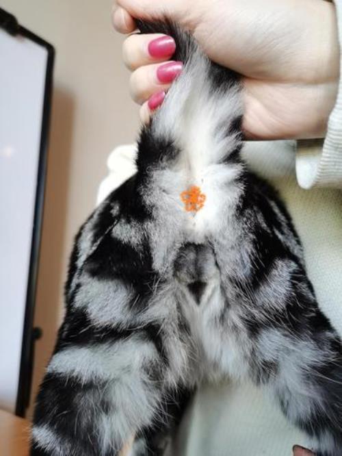 一只公猫有多大领地