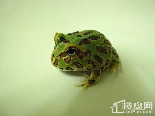 绿角蛙多久成年