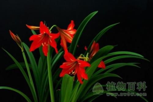 红红的什么花