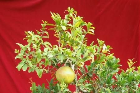 盆栽石榴树9月份开花还能结果吗