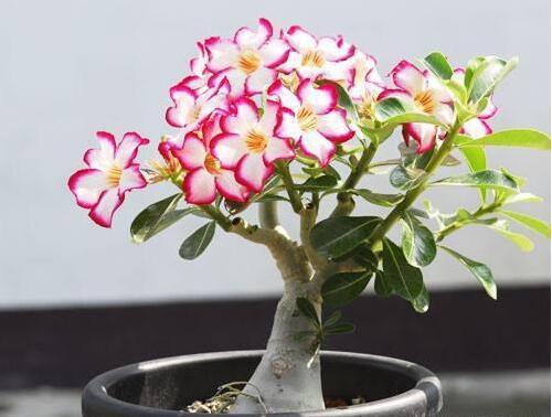 沙漠玫瑰打顶方法