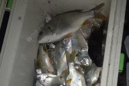 海蜈蚣钓黄翅挂钩方法