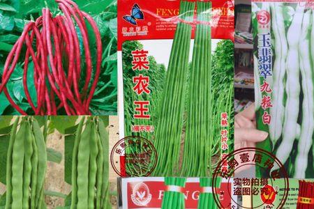 三回头豆角种子什么季节种好