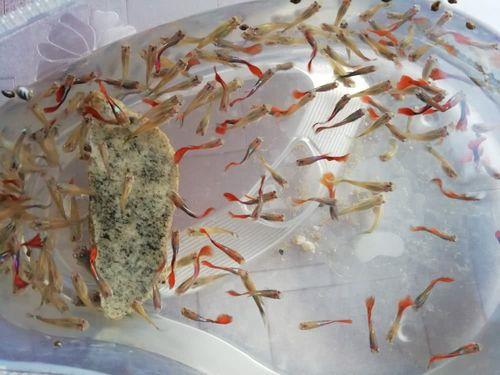 孔雀鱼生小鱼前几天单独捞出来