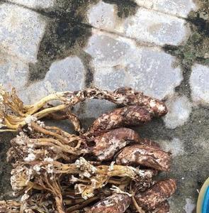 一般用什么花盆养金蝉