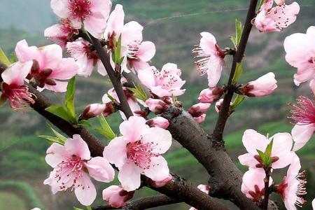 阴桃花是怎么来的