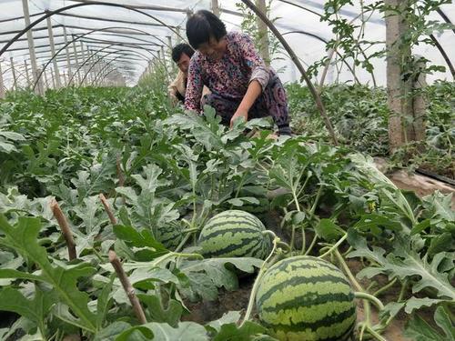 露天西瓜一亩多少株
