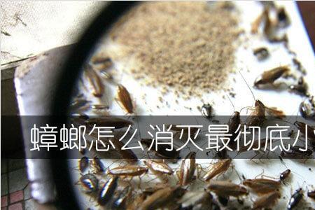 怎么消灭水果店架子小蟑螂