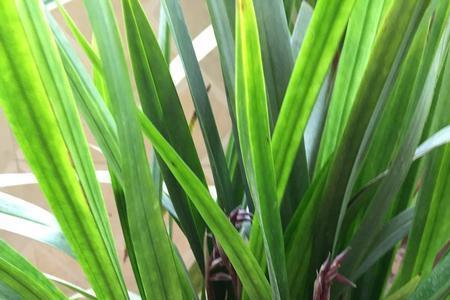 墨兰新叶开不开花