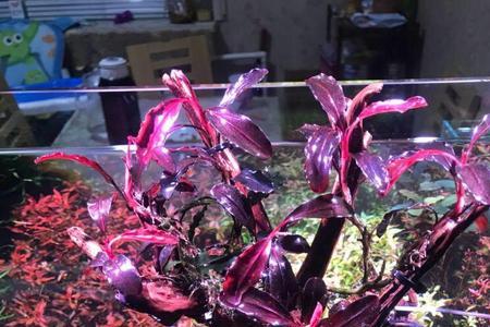 辣椒榕灯光要求高吗