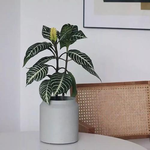 喜阴水植物