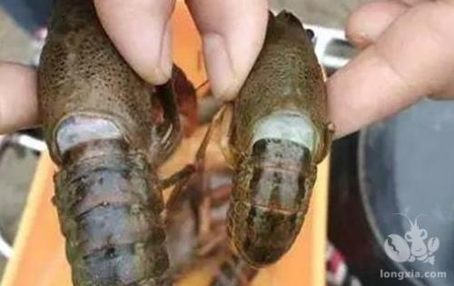 龙虾为什么向后退