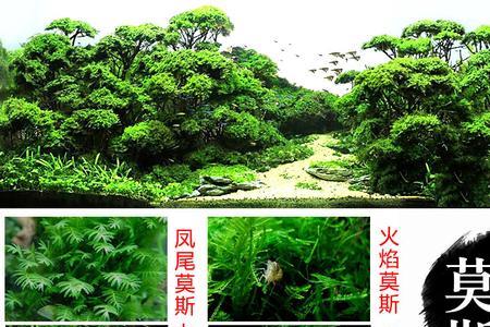 金鱼缸养莫斯可以不