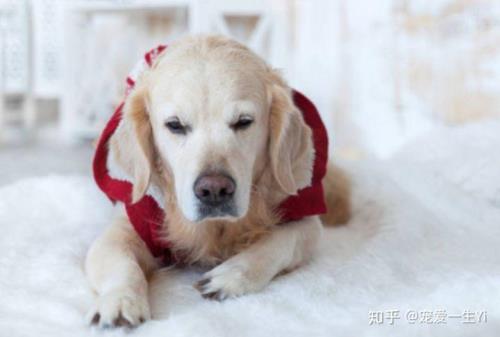狗一年有几次月经
