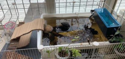 鱼缸养乌龟总死