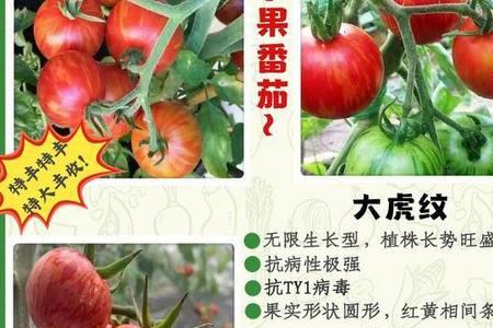 西红柿果形不圆怎么回事